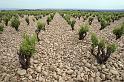 France 97 Stony Vineyard